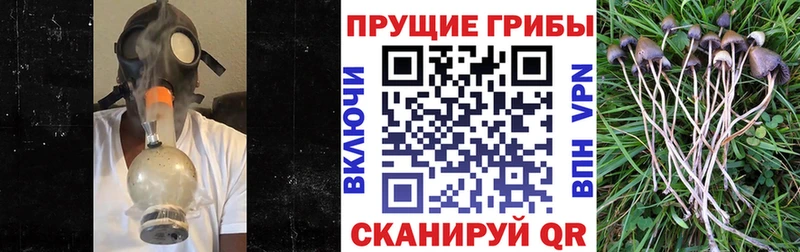 Псилоцибиновые грибы Psilocybe  Купить закладки  Балаково 